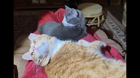 Episode 3029 CWSA 11/25/25