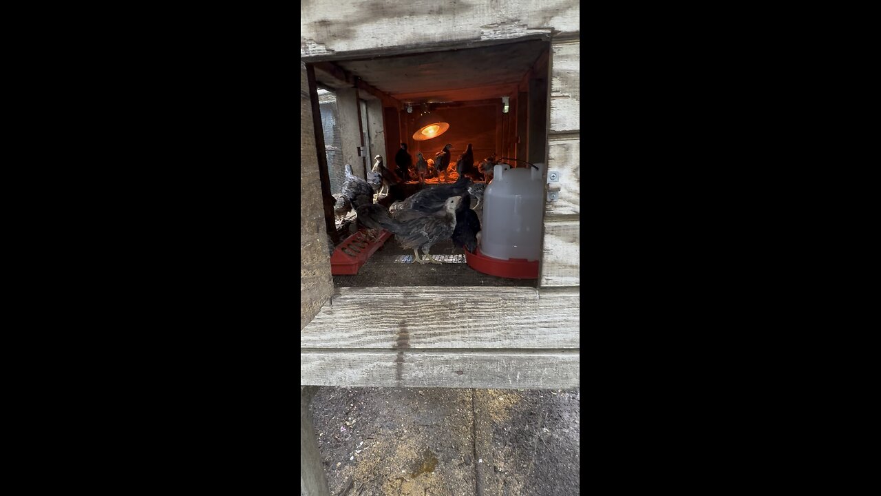 Kenzie Gamefowl shows how they raise Gamefowl Biddies using brooders