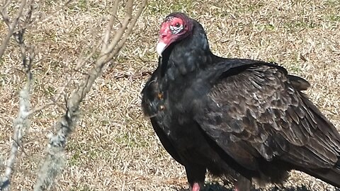 Buzzards Lunch break