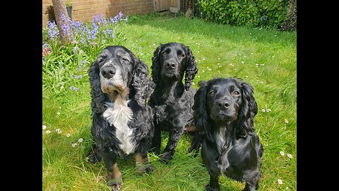 LIVE - Sneaky Simon - DOGGOS!