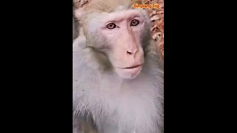 Simplang Trip 138: Monkey and man are really alike.