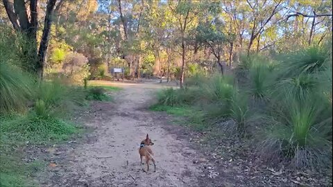 Walking the Yaberoo Budjara Trail. A Quiet Stroll Through the 10th Light Horse Heritage Path