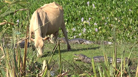 Cow fearlessly grazes in crocodile-infested wetland