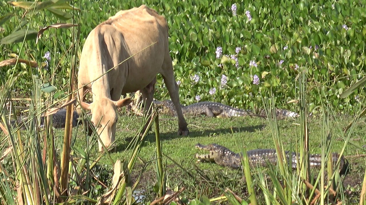 Cow fearlessly grazes in crocodile-infested wetland
