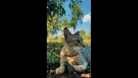 cute 😺🐈 cat