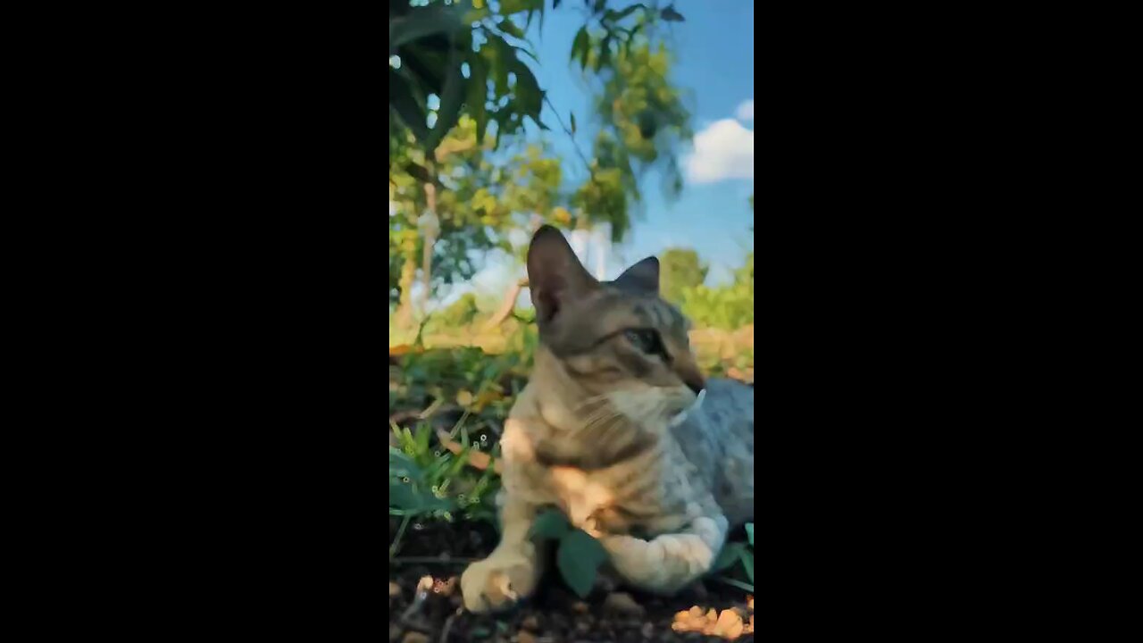 cute 😺🐈 cat