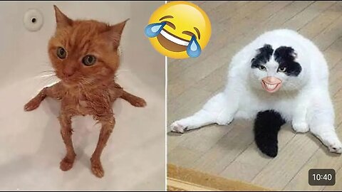 FUNNY ANIMAL VIDEO 2025 😂 || CUTE ANIMALS 😍