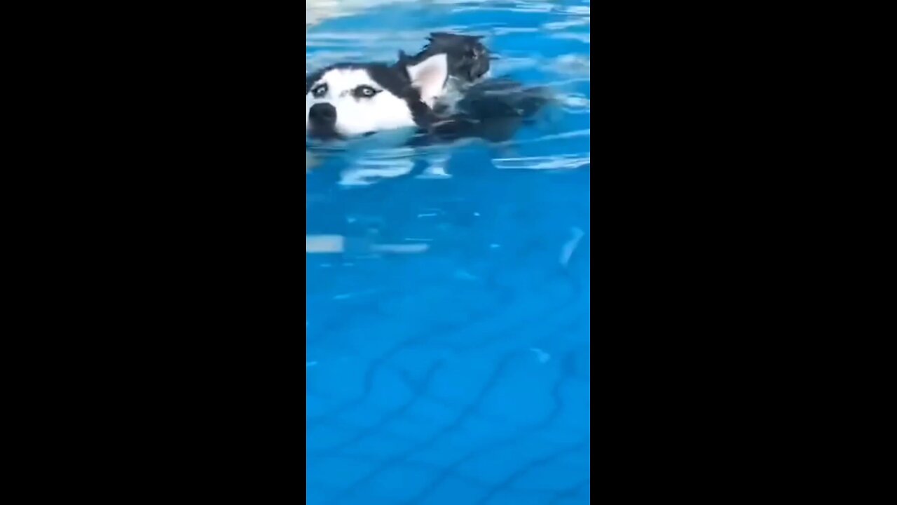 cute cat and dog
