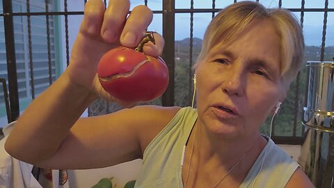Cracking Tomatoes? This is why!