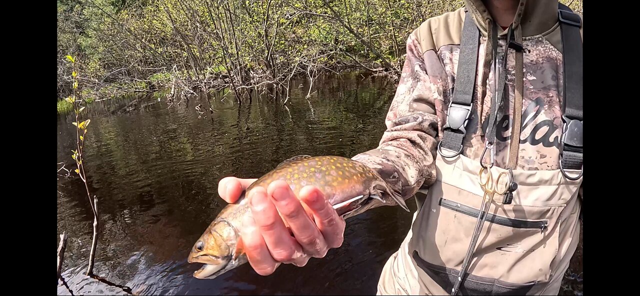 Michigan: Brook Trout Dinkage