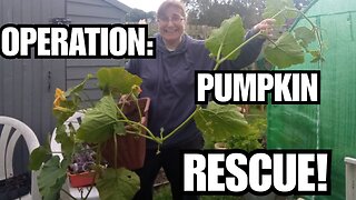 Pumpkin Rescue & Scunnered At Storm Damage On The Allotment!