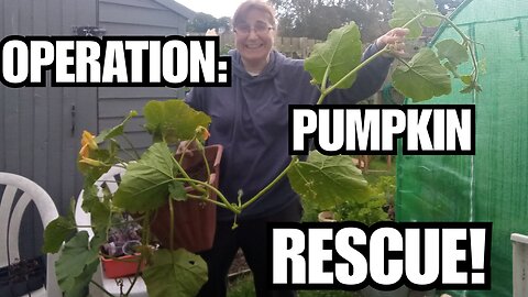 Pumpkin Rescue & Scunnered At Storm Damage On The Allotment!