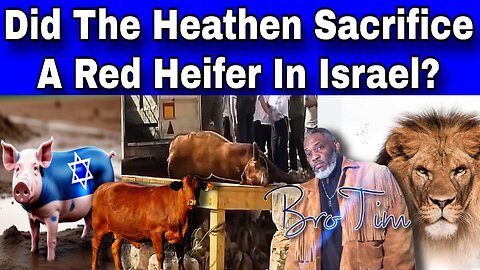 Did The Heathen Sacrifice A Red Heifer In Israel?