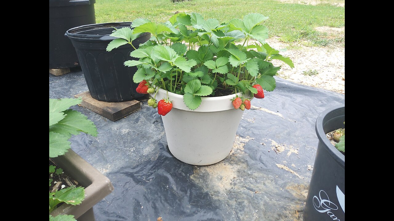April Garden Update 4/10/25