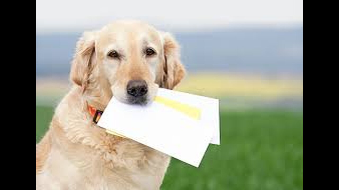How One Puppy Won Over the Mailman