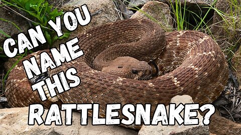 You’ve Heard of the Western Diamondback — But What About This One?