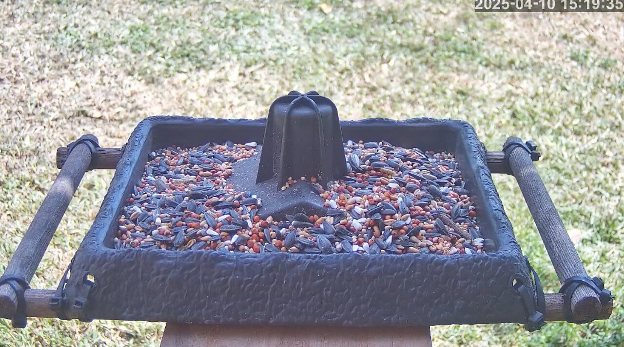 Florida Bird Feeder SWFL Live Camera HD