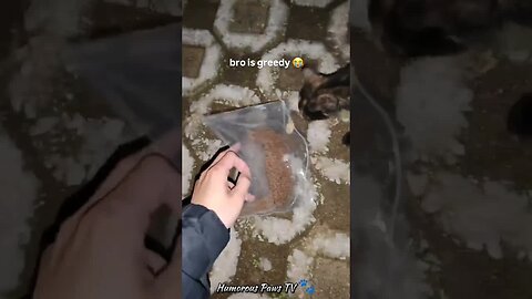 Funny animals 2024😂- Funniest Cats and Dogs Video😹🐶 #37