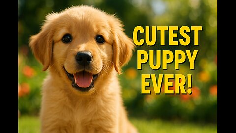 This Puppy Will Melt Your Heart ❤️ | Funniest & Cutest Puppy Moments