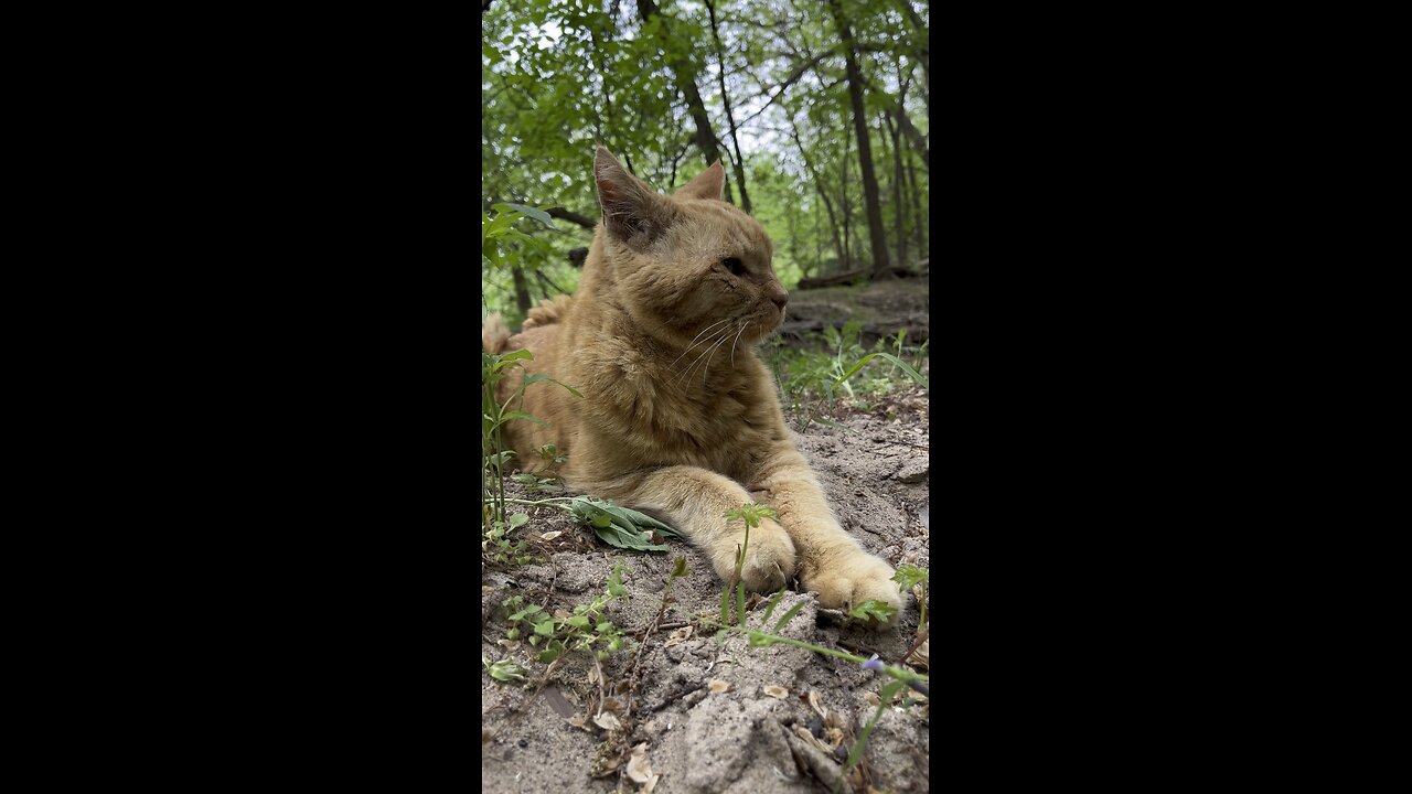 Cat in nature.