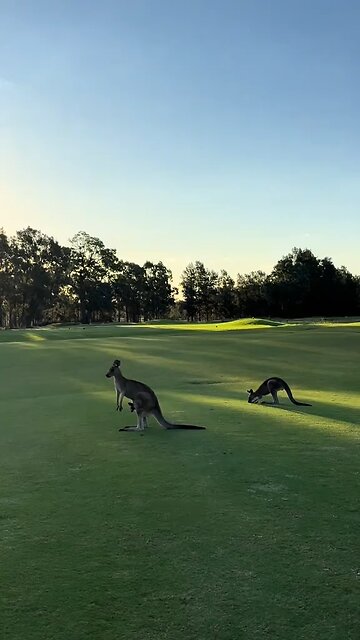Australian kangaroo 🦘