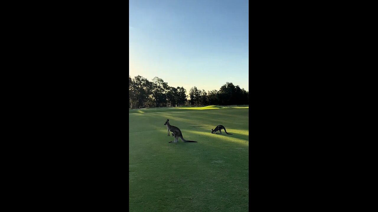 Australian kangaroo 🦘