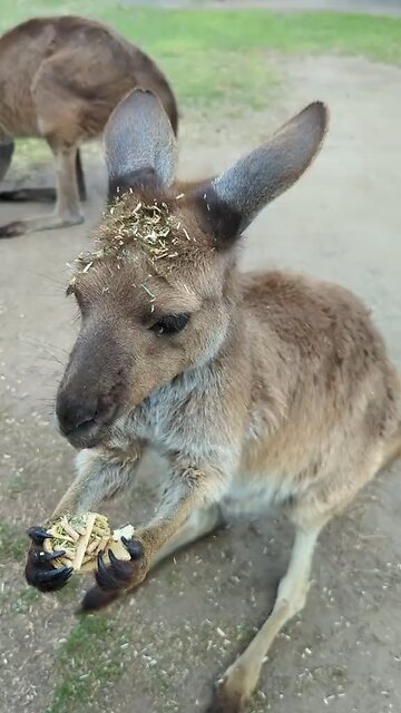 Kangaroo eating