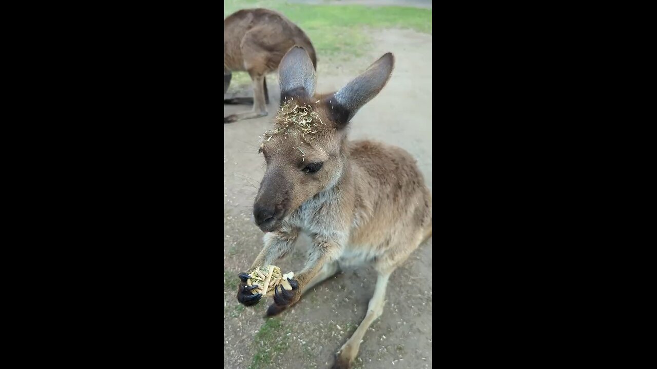 Kangaroo eating