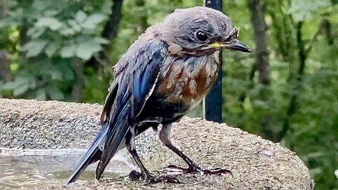 Blue Bird Splashing in the Bath
