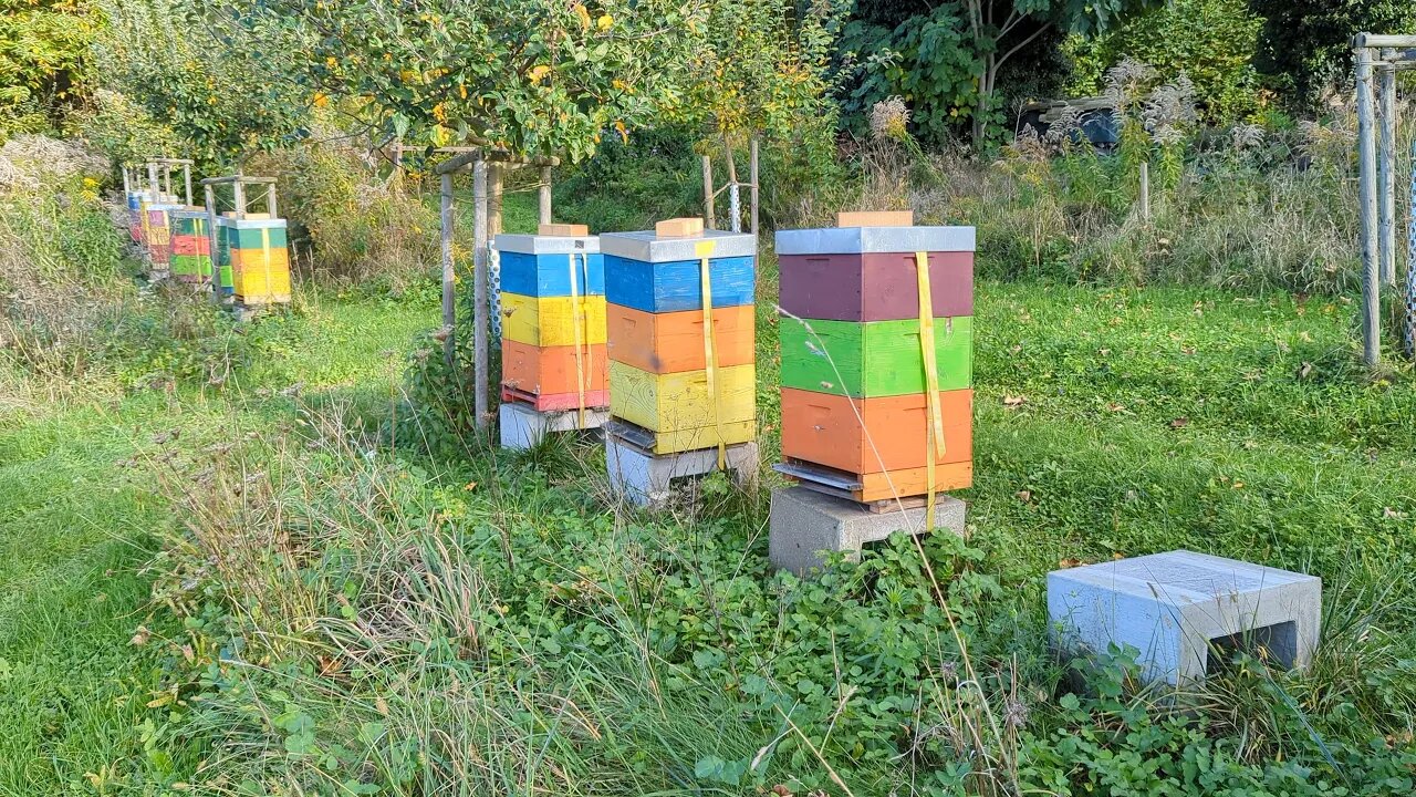 Bienenlehrpfad Alsbach-Hähnlein 🇩🇪 (2024-10)