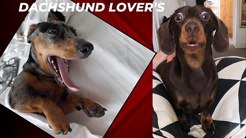The best Dachshund video They are generally loyal and loving companion, you can't Resist of them
