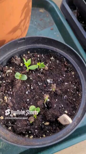 Seeds from Store Fruit