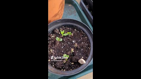 Seeds from Store Fruit