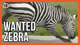 Zebra on the Loose! Video Captured of Striped Animal Running Along Tennessee Road