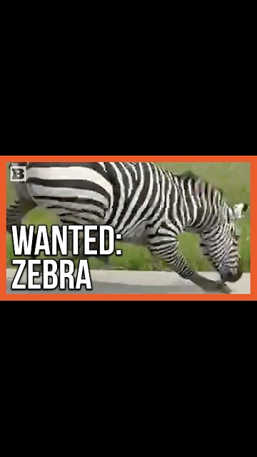 Zebra on the Loose! Video Captured of Striped Animal Running Along Tennessee Road