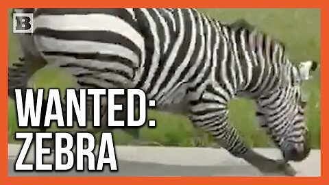 Zebra on the Loose! Video Captured of Striped Animal Running Along Tennessee Road