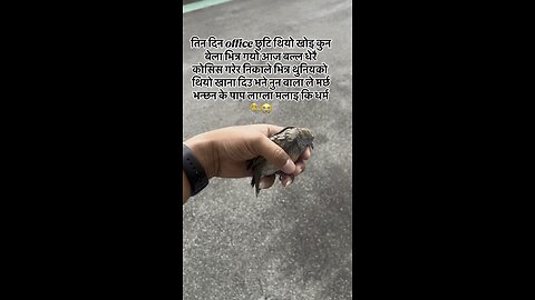 This bird has been stuck in the office for three days now, and today I finally let it out.