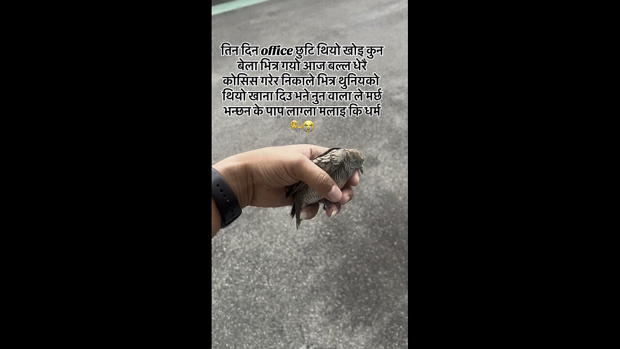 This bird has been stuck in the office for three days now, and today I finally let it out.