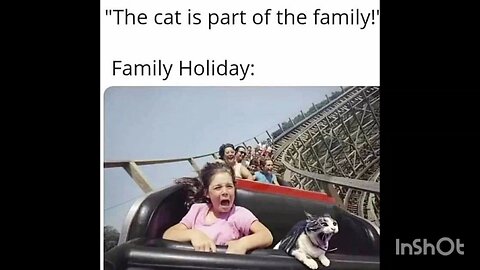 The cat is part of the family!