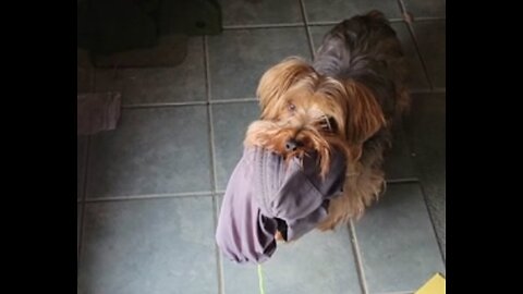 First Yorkie deported under Trump #yorkies #funnydogs #ice