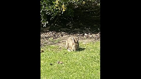 Cuteness 🐰