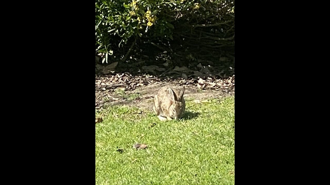 Cuteness 🐰