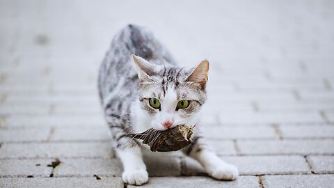 Deadly Bird Flu Killing Domestic Cats!!