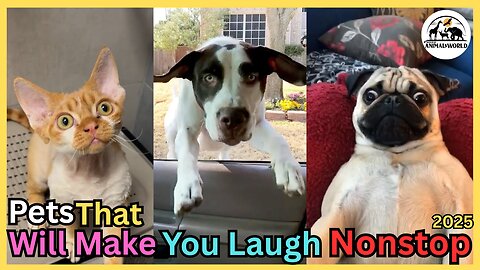 Funny Pet Moments That Will Make You Laugh Nonstop,Try Not To Laugh Challenge - Part 2