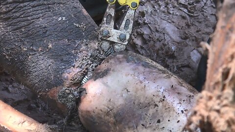 Rescate Emocionante: Héroes Luchan por Liberar el Tronco Gravemente Herido del Elefante!