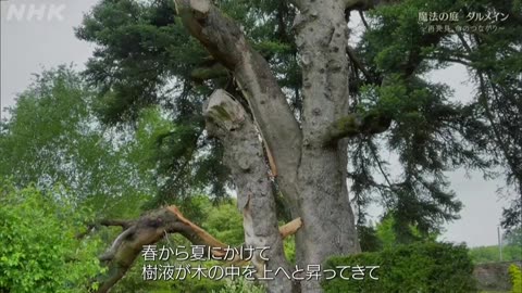 魔法の庭ダルメイン ～再発見 命のつながり～