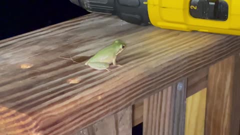 Tree frog visiting