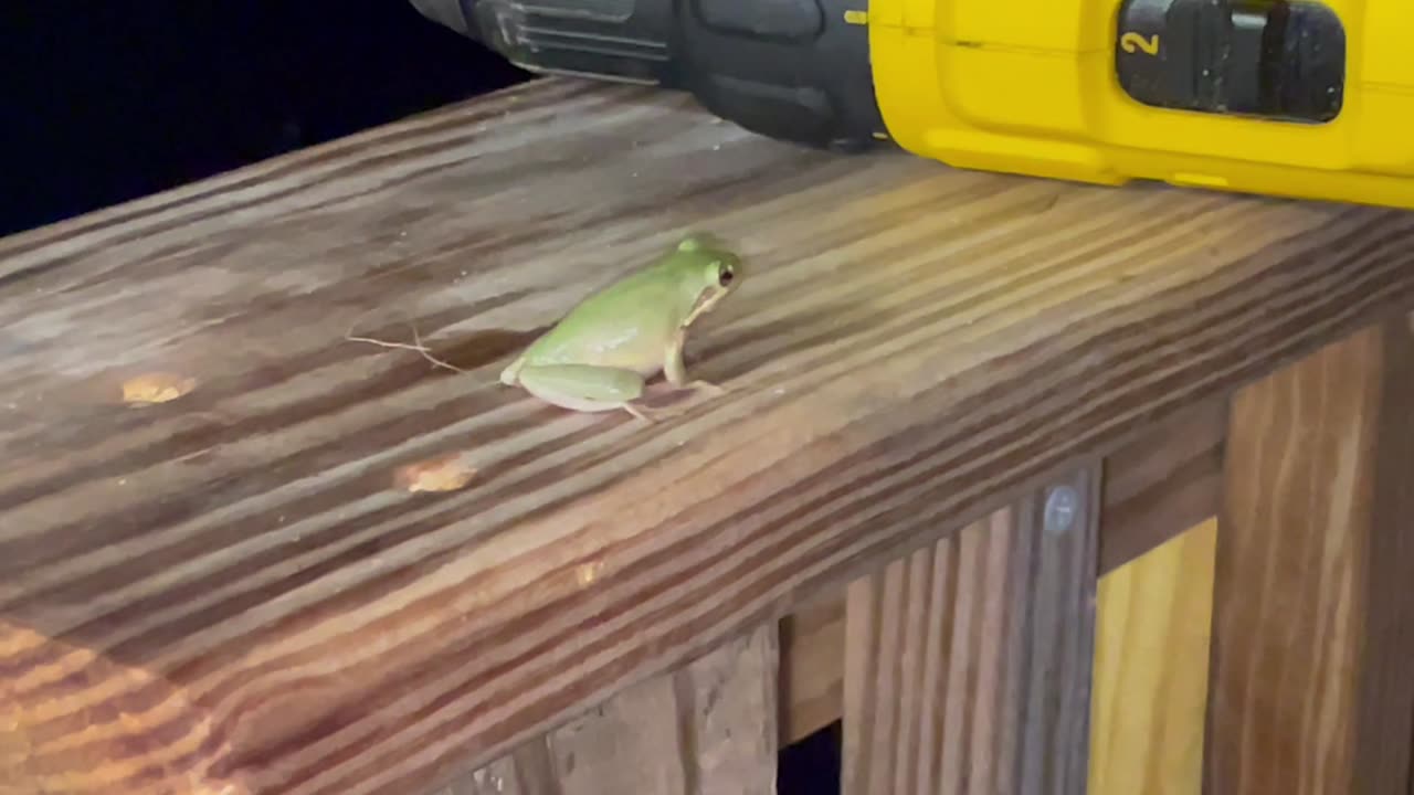 Tree frog visiting
