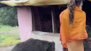 🐻😂 You Won't Believe This Bear's Appetite! Funniest Animal Feeding Fails | FunFM