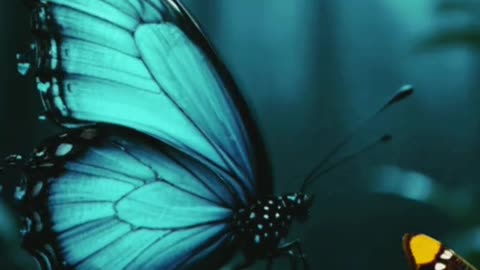 Jazakallah ♥️✨🕊️